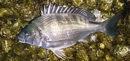 橋立　早朝チェック